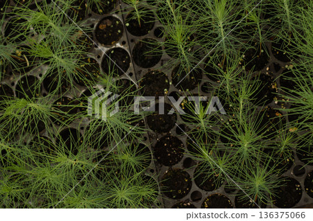 Pine seedlings growing in a nursery tray for reforestation and environmental sustainability efforts Pine seedlings growing in a nursery tray for reforestation and environmental sustainability efforts 136375066