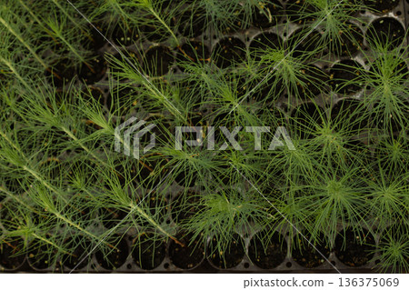 Top view of pine seedlings growing in a nursery tray preparing for planting Top view of pine seedlings growing in a nursery tray preparing for planting 136375069
