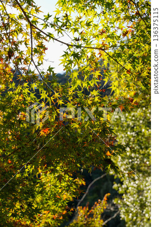 The scenery of the Jingoji Temple grounds, where you can feel the signs of autumn The scenery of the Jingoji Temple grounds, where you can feel the signs of autumn 136375115