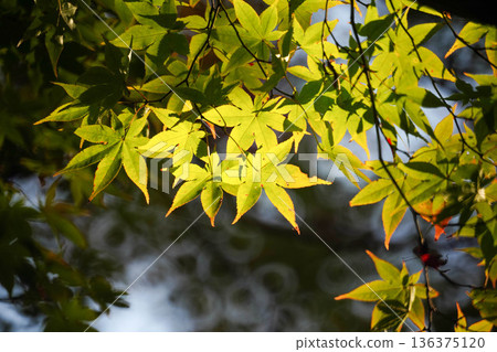 The scenery of the Jingoji Temple grounds, where you can feel the signs of autumn The scenery of the Jingoji Temple grounds, where you can feel the signs of autumn 136375120