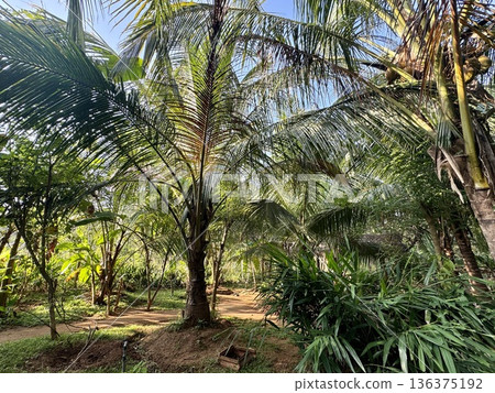 Image of a tropical country 136375192