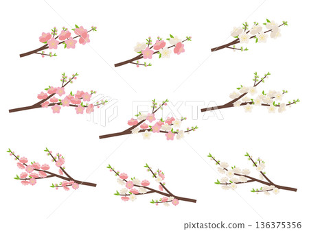 Peach blossom branch set 136375356