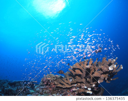 沖繩的海洋、水下景色和潛水體驗圖片 沖繩的海洋、水下景色和潛水體驗圖片 136375435
