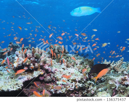Underwater image of tropical country 136375437