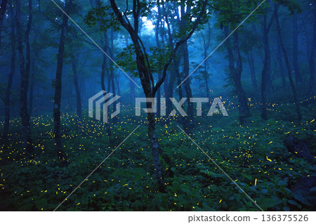 織爪山（岩手縣）的螢火蟲（21張對比光照合成圖） 136375526