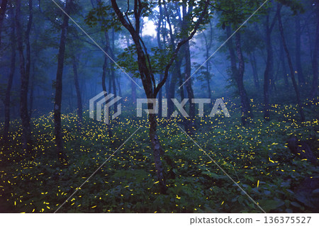 織爪山（岩手縣）的螢火蟲（43張照片合成） 136375527