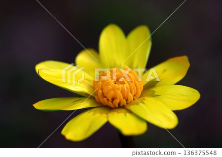 Himekirukka Himekirukka 136375548