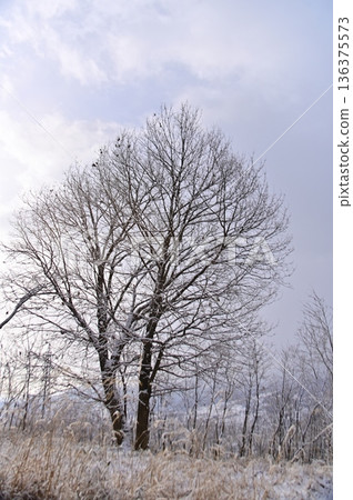 A large maple tree in a snowy rural area A large maple tree in a snowy rural area 136375573