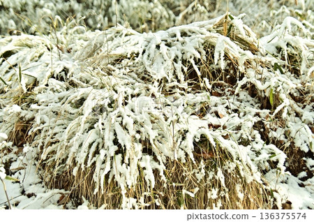 Snow-covered grass Snow-covered grass 136375574