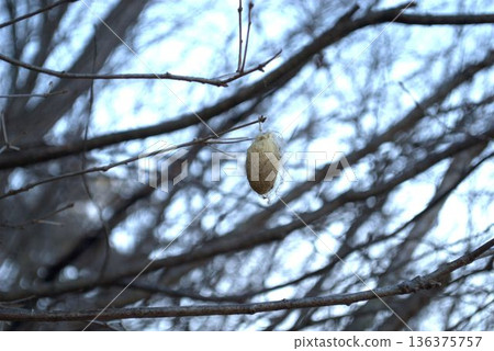 黃山蠶繭掛在樹枝上 136375757