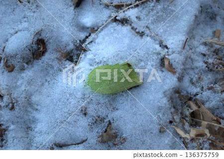Green silkworm moth cocoons fallen on the snow Green silkworm moth cocoons fallen on the snow 136375759