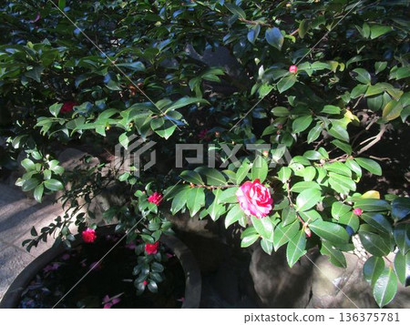 Camellia tree with pink flowers Camellia tree with pink flowers 136375781