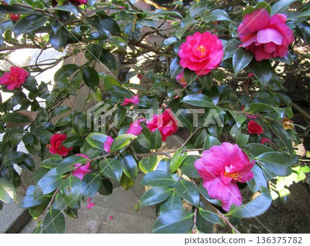 Camellia tree with pink flowers Camellia tree with pink flowers 136375782