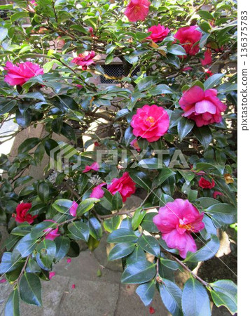 Camellia tree with pink flowers Camellia tree with pink flowers 136375783