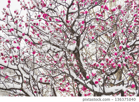 Plum blossoms, red plum blossoms covered in snow, plum blossoms in the snow Plum blossoms, red plum blossoms covered in snow, plum blossoms in the snow 136375840