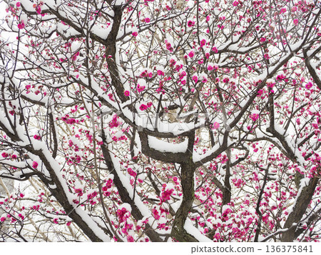 Plum blossoms, red plum blossoms covered in snow, plum blossoms in the snow Plum blossoms, red plum blossoms covered in snow, plum blossoms in the snow 136375841