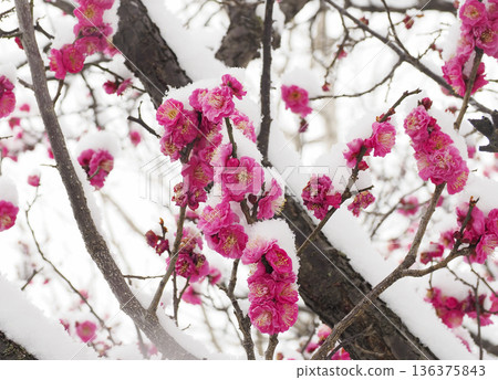 梅花,覆滿白雪的紅梅花,雪中的梅花 梅花,覆滿白雪的紅梅花,雪中的梅花 136375843