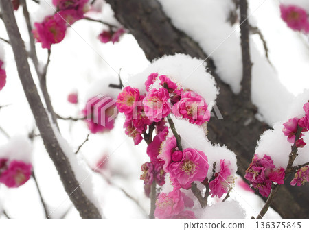 Plum blossoms, red plum blossoms covered in snow, plum blossoms in the snow Plum blossoms, red plum blossoms covered in snow, plum blossoms in the snow 136375845