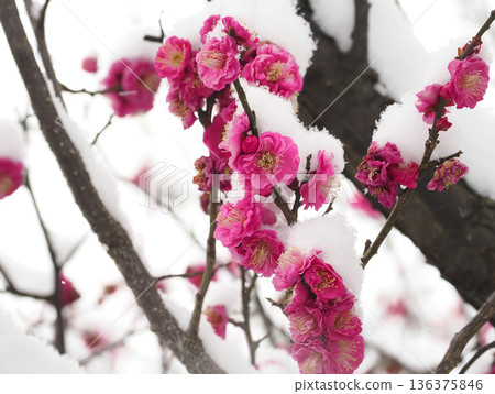Plum blossoms, red plum blossoms covered in snow, plum blossoms in the snow Plum blossoms, red plum blossoms covered in snow, plum blossoms in the snow 136375846