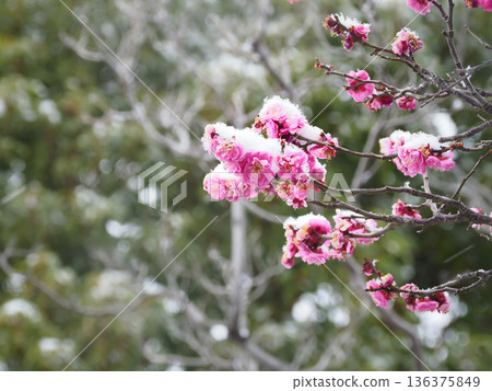 梅花,覆滿白雪的紅梅花,雪中的梅花 梅花,覆滿白雪的紅梅花,雪中的梅花 136375849