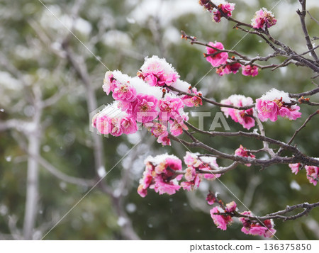 Plum blossoms, red plum blossoms covered in snow, plum blossoms in the snow Plum blossoms, red plum blossoms covered in snow, plum blossoms in the snow 136375850