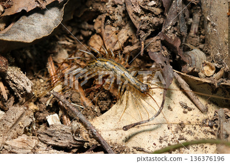 Young centipede wandering through the winter forest soil (outdoor field myriapod macro photography) Young centipede wandering through the winter forest soil (outdoor field myriapod macro photography) 136376196