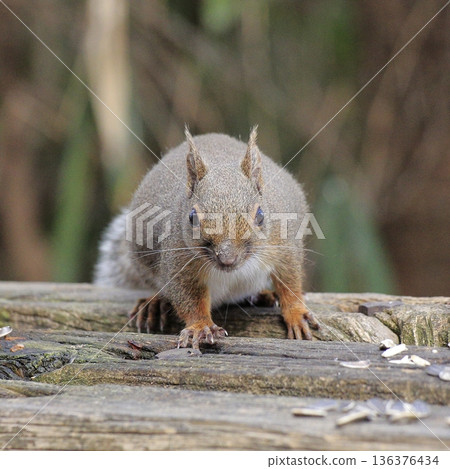 Squirrels on Mount Nijo, Nara Prefecture Squirrels on Mount Nijo, Nara Prefecture 136376434