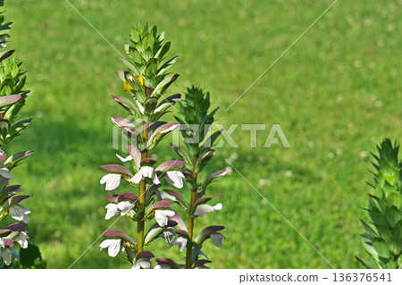 茛莧花(春季,五月) 茛莧花(春季,五月) 136376541