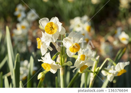 Daffodil flowers 136376694