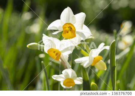 水仙花花 水仙花花 136376700