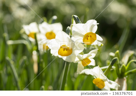 Daffodil flowers 136376701