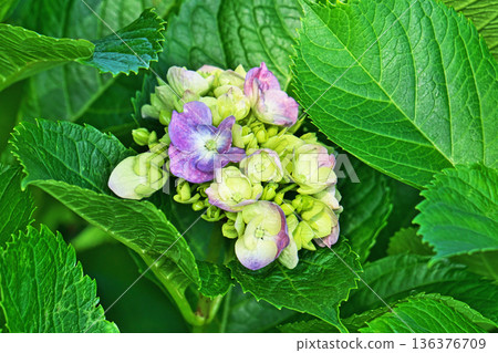 Hydrangea flowers beginning to change color (spring, May) 136376709
