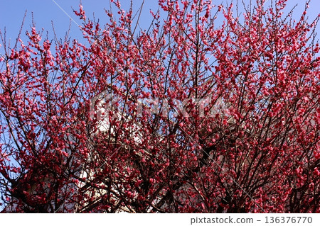 Red plum blossoms blooming at a private house near Saginomiya Station on the Seibu Shinjuku Line (1) 136376770