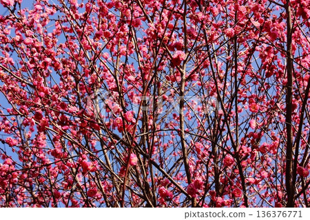 Red plum blossoms blooming at a private house near Saginomiya Station on the Seibu Shinjuku Line (2) 136376771