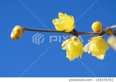 洛白花 洛白花 136376781