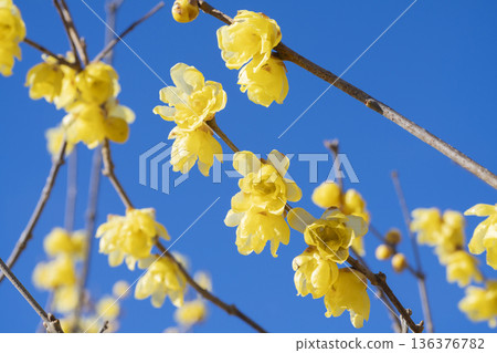 洛白花 洛白花 136376782