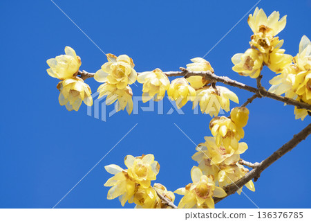 洛白花 136376785