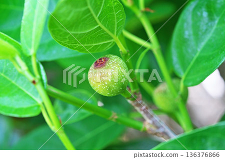 青枇杷果（春季，五月） 136376866