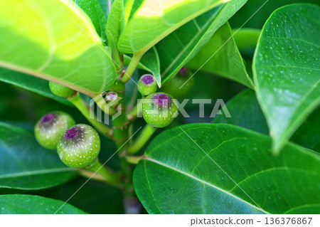 青枇杷果（春季，五月） 136376867