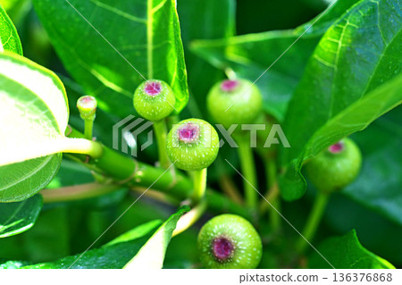 青枇杷果(春季,五月) 青枇杷果(春季,五月) 136376868