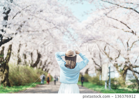 Woman tourist sightseeing Kitakami Tenshochi Park with Sakura Cherry Blossom in Spring, traveler travel in Kitakami festival, Iwate prefecture, Japan. Landmark for Travel and Vacation destination 136376912