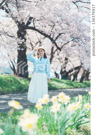 Woman tourist sightseeing Kitakami Tenshochi Park with Sakura Cherry Blossom in Spring, traveler travel in Kitakami festival, Iwate prefecture, Japan. Landmark for Travel and Vacation destination Woman tourist sightseeing Kitakami Tenshochi Park with Sakura Cherry Blossom in Spring, traveler travel in Kitakami festival, Iwate prefecture, Japan. Landmark for Travel and Vacation destination 136376917