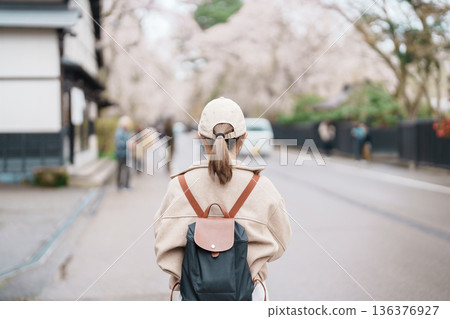 Woman tourist sightseeing Sakura Cherry Blossom in Spring. Happy traveler travel in Samurai village or Little Kyoto in Kakunodate town, Semboku District, Akita Prefecture, Japan. Landmark and Vacation 136376927