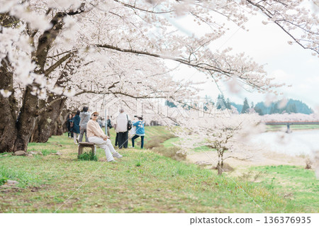 Woman tourist sightseeing Sakura Cherry Blossom in Spring. Happy traveler travel near Hinokinai River riverbank in Kakunodate town, Semboku District, Akita Prefecture, Japan. Landmark and Vacation 136376935
