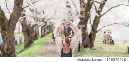 Woman tourist sightseeing Sakura Cherry Blossom in Spring. Happy traveler travel near Hinokinai River riverbank in Kakunodate town, Semboku District, Akita Prefecture, Japan. Landmark and Vacation Woman tourist sightseeing Sakura Cherry Blossom in Spring. Happy traveler travel near Hinokinai River riverbank in Kakunodate town, Semboku District, Akita Prefecture, Japan. Landmark and Vacation 136376938