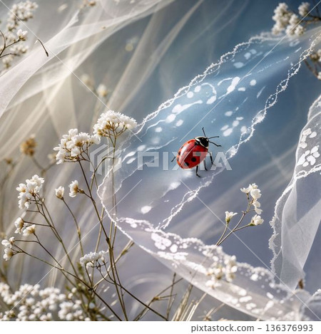 瓢蟲和輕盈的光芒帶來好運 瓢蟲和輕盈的光芒帶來好運 136376993