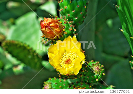 Prickly pear cactus flowers (spring, May) Prickly pear cactus flowers (spring, May) 136377091