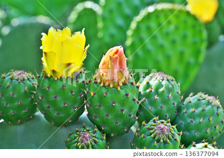 Prickly pear cactus flowers (spring, May) 136377094