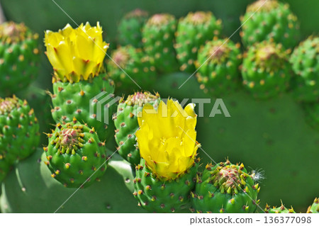 仙人掌花(春季,五月) 仙人掌花(春季,五月) 136377098