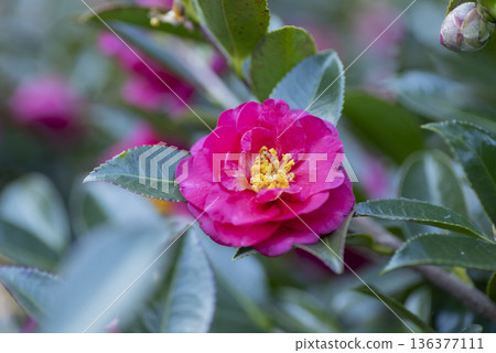 Sasanqua花 136377111